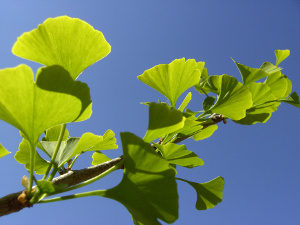 ginkgo_01